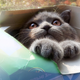 Illustration for article titled Cats and Their Cardboard